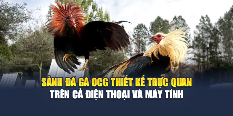 Sảnh đá gà OCG thiết kế trực quan trên cả điện thoại và máy tính