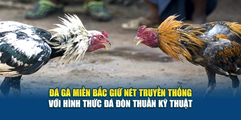 Luật Đá Gà Miền Bắc - Cập Nhật Chi Tiết Cho Người Chơi 6 Đá gà miền Bắc giữ nét truyền thống với hình thức đá đòn thuần kỹ thuật