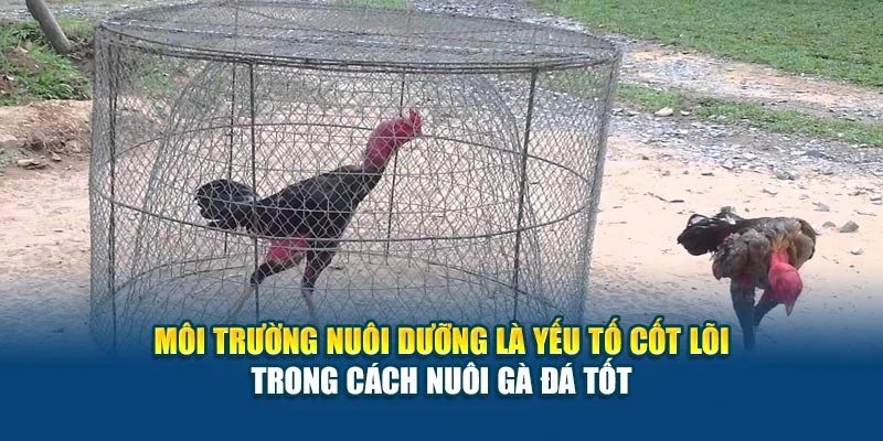 Cách Nuôi Gà Đá Tốt - Tăng Bo, Sung Và Khỏe Mạnh Nhất 5 Môi trường nuôi dưỡng là yếu tố cốt lõi trong cách nuôi gà đá tốt