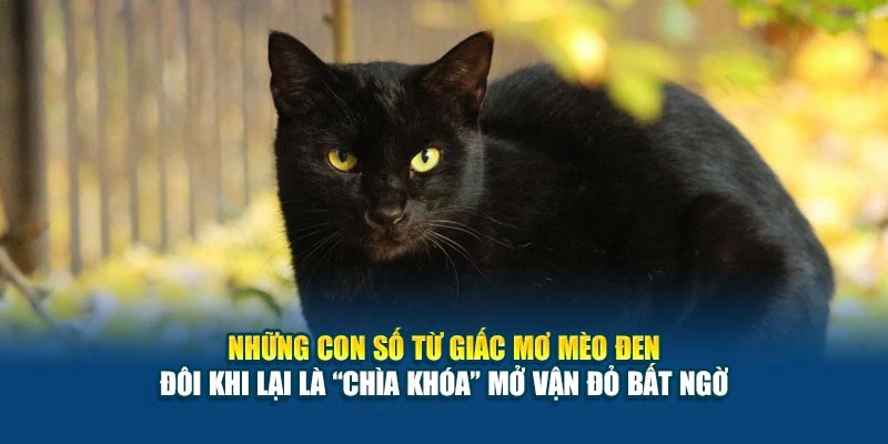 Mơ Thấy Mèo Đen Có Điềm Gì? Ý Nghĩa Hên Hay Xui? 6 Những con số từ giấc mơ mèo đen đôi khi lại là “chìa khóa” mở vận đỏ bất ngờ